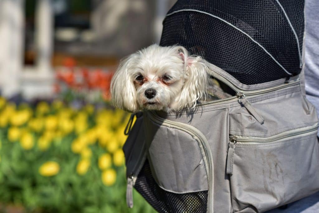 Dog Backpack