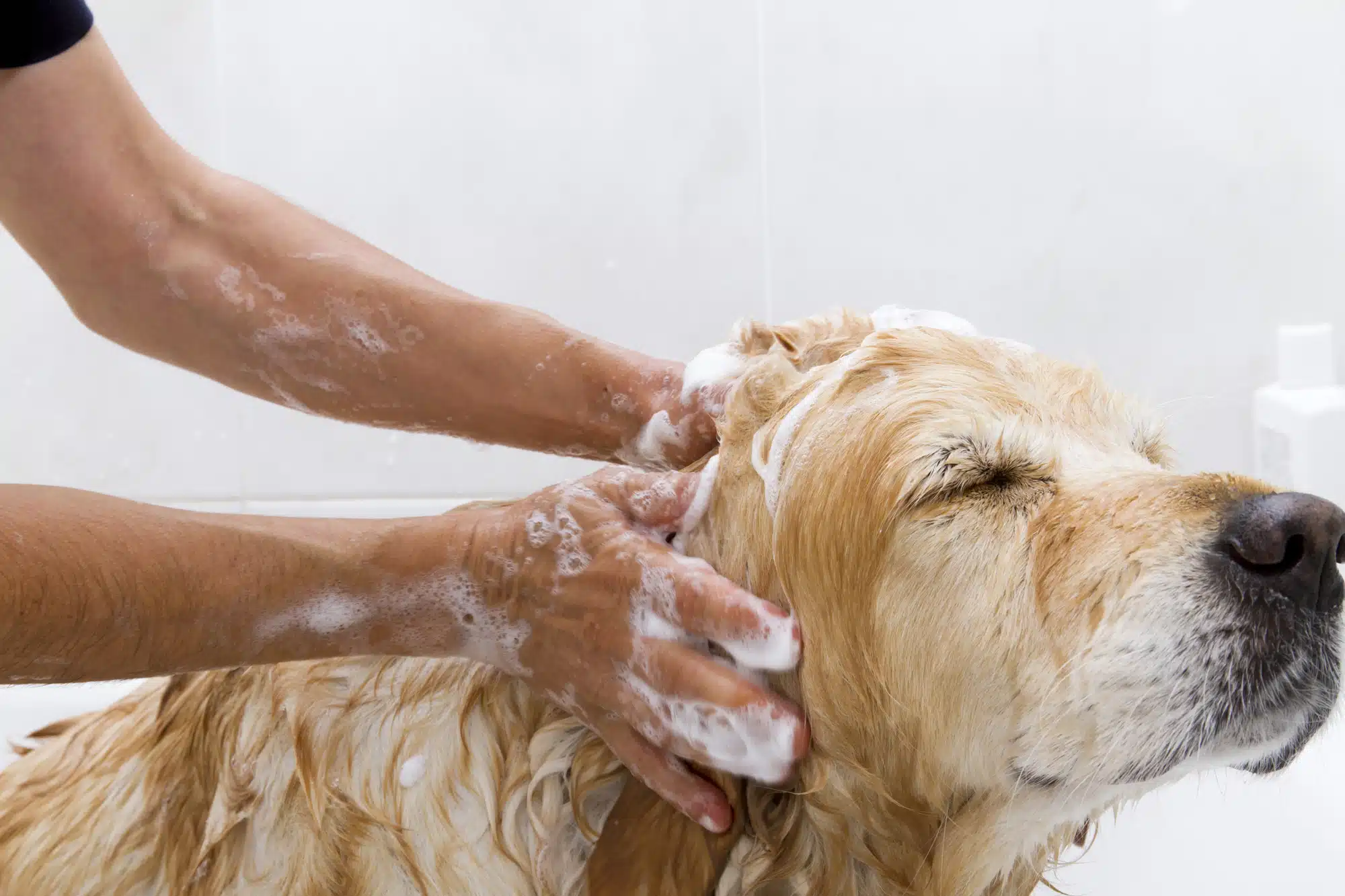 Dog Shampoo Review