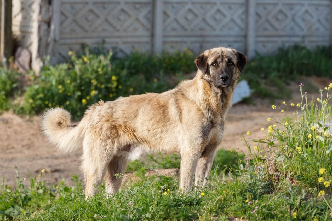 Kangal