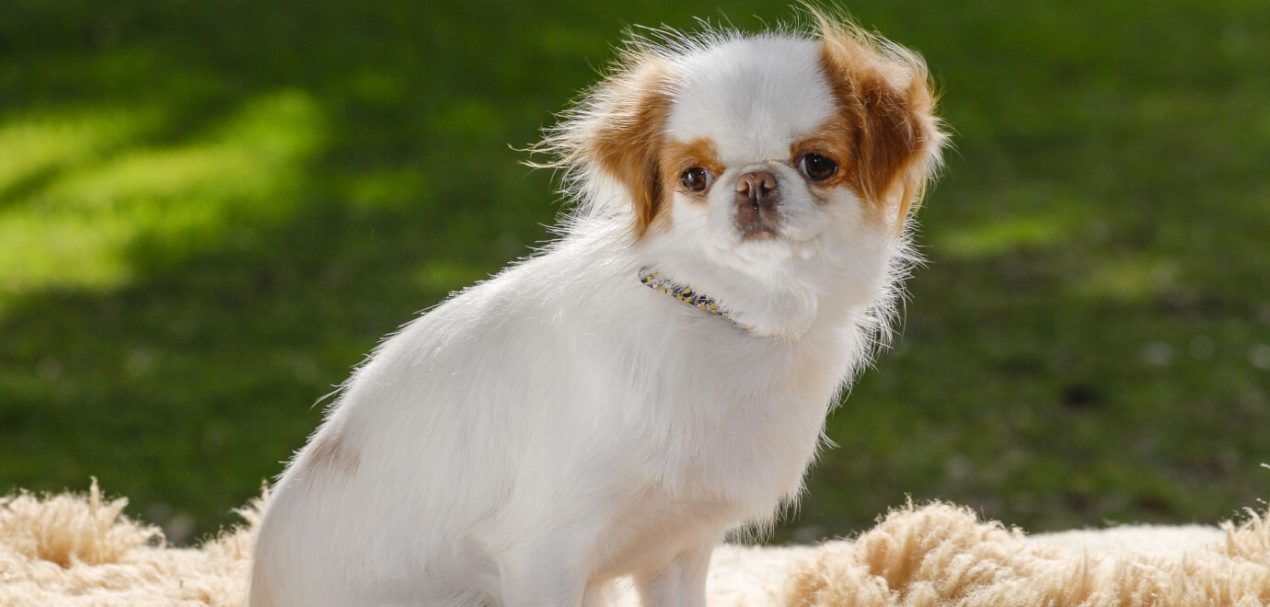 Japanese Chin