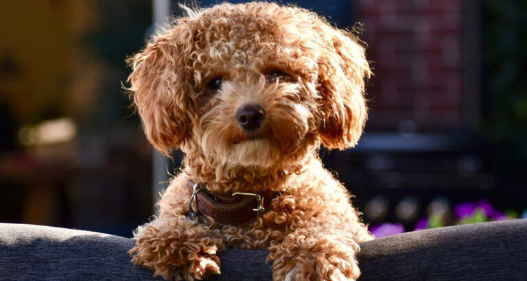 Poochon: Dog Breed Characteristics & Care