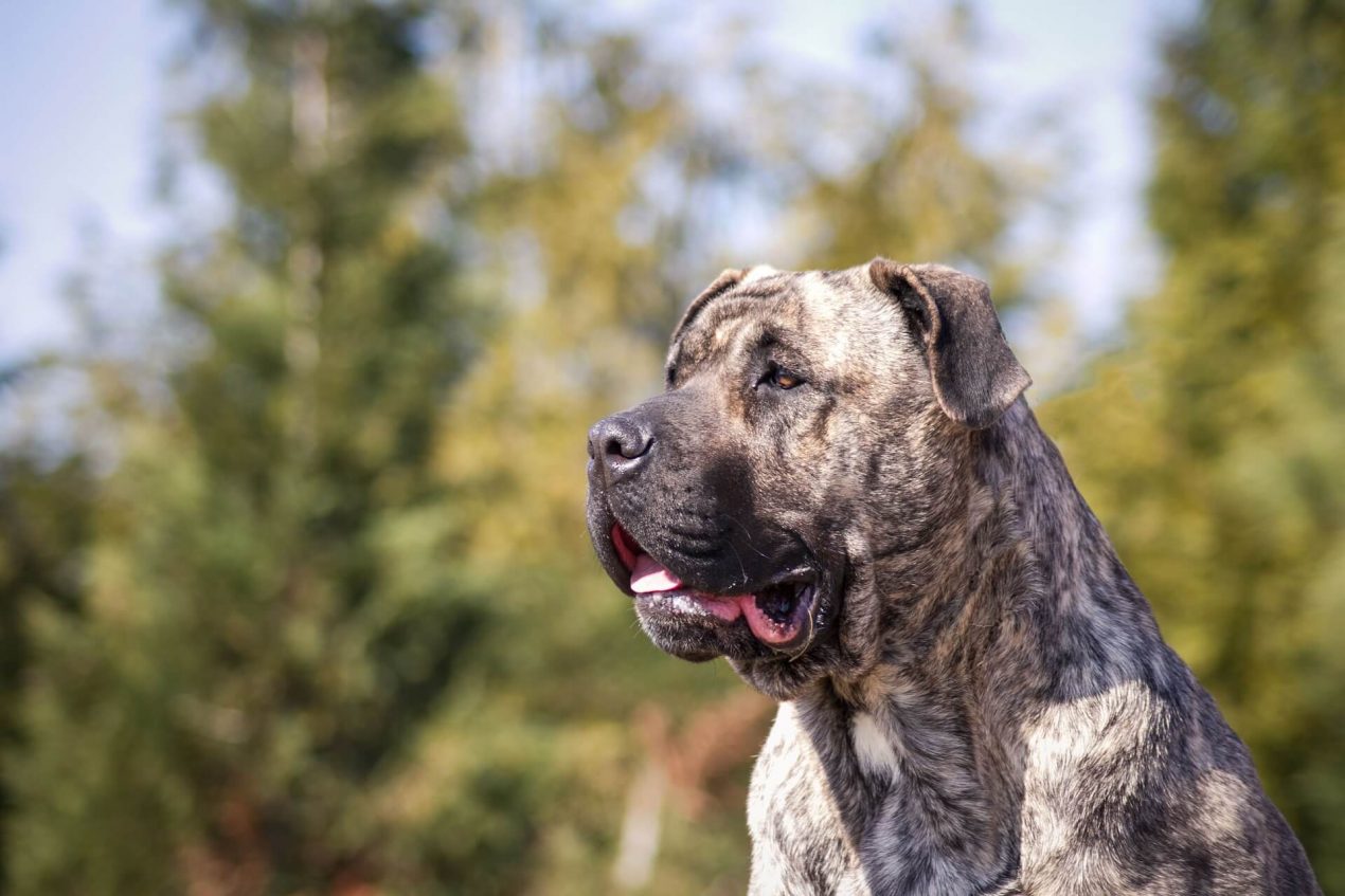 Perro de Presa Canario