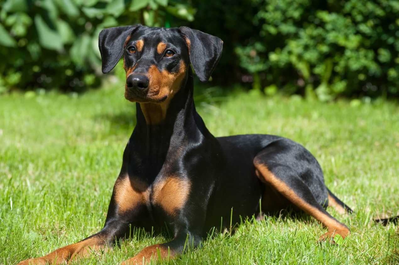 German Pinscher