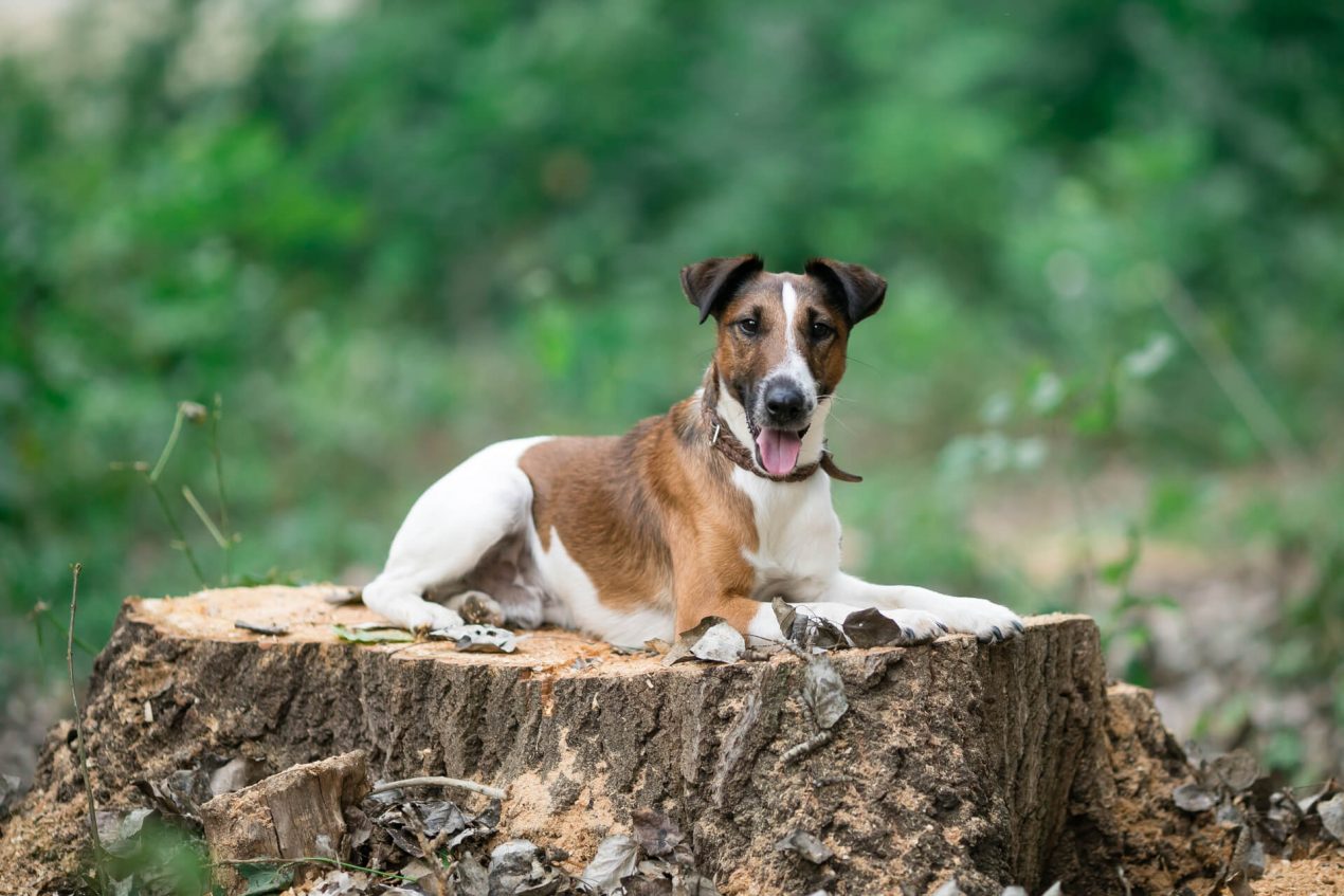 Fox Terrier