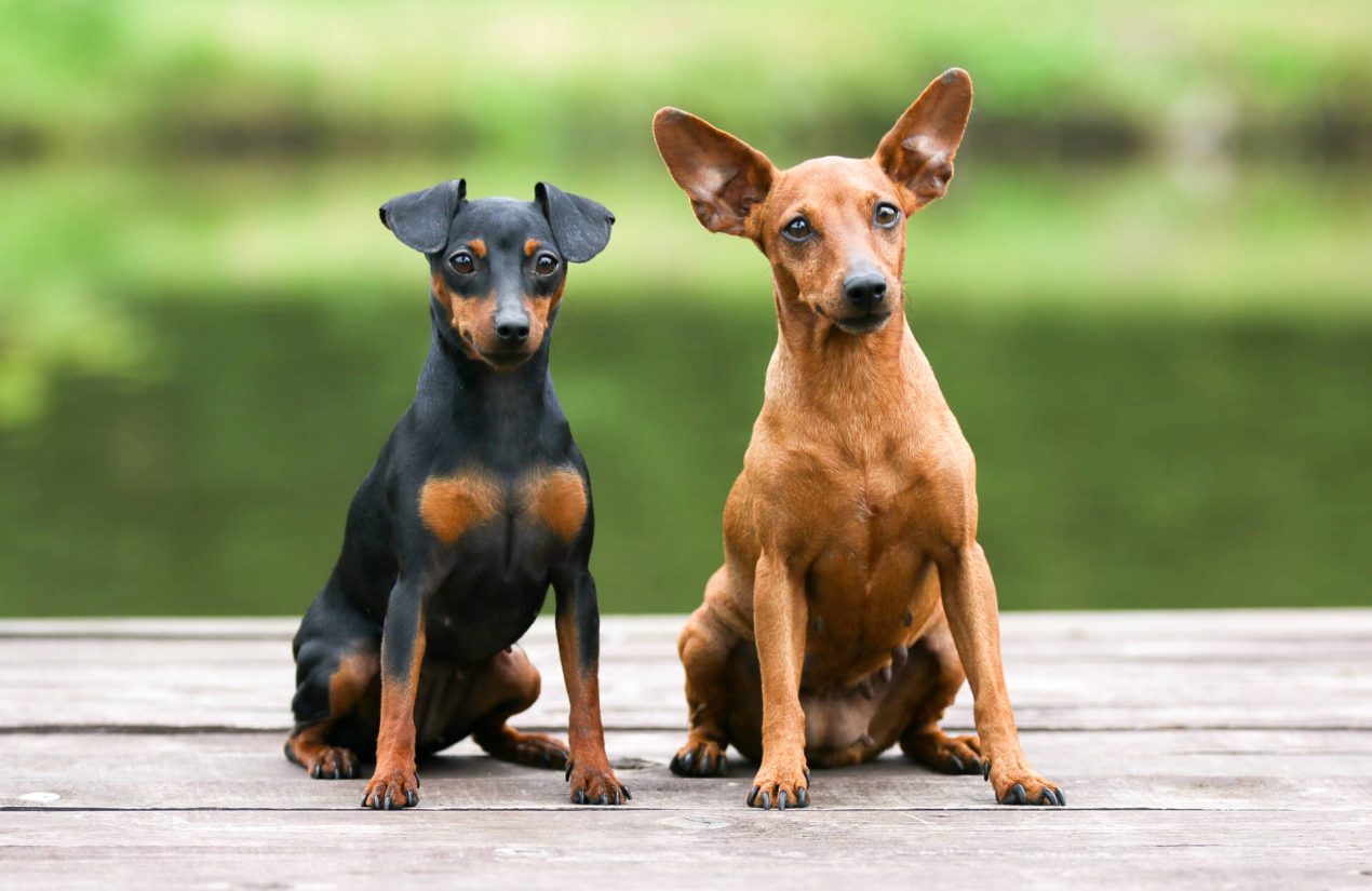 Miniature Pinscher