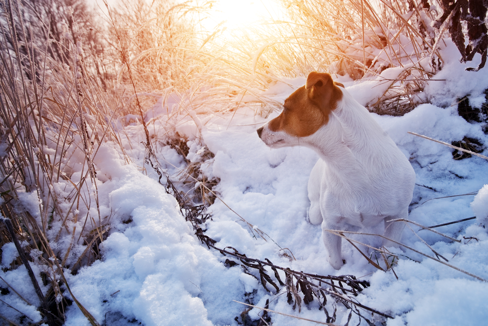 Jack Russell Terrier