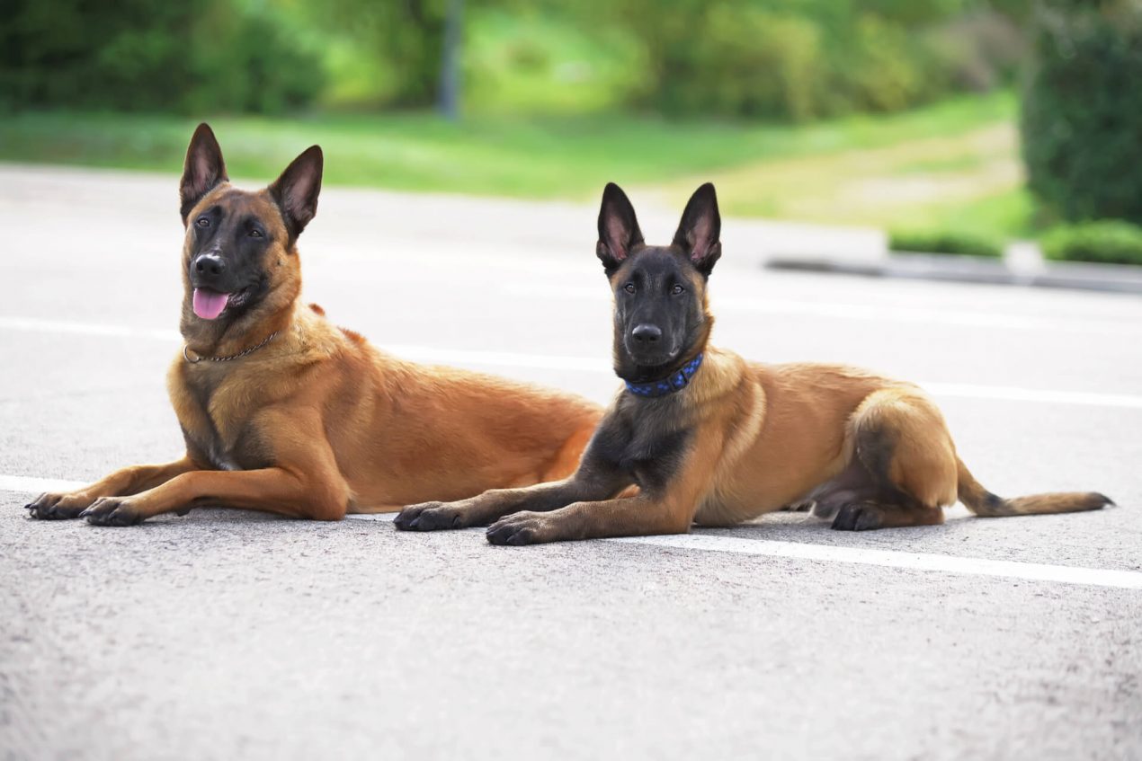 Belgian Malinois