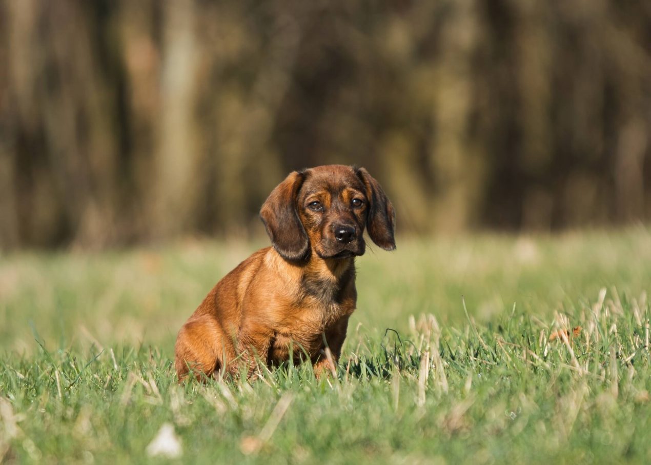 Alpine Dachsbracke