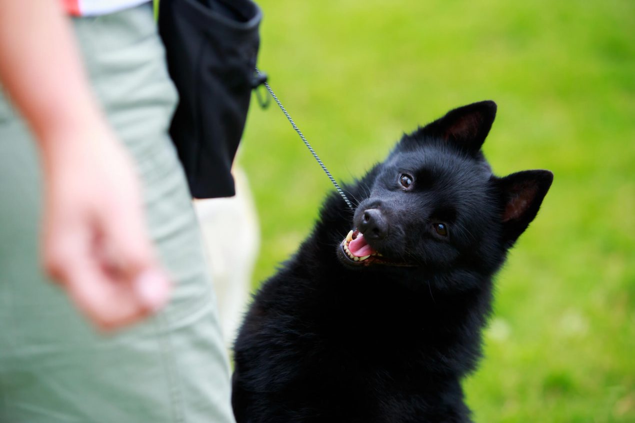 Schipperke