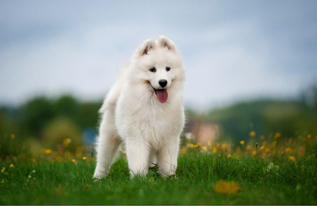 Samojed