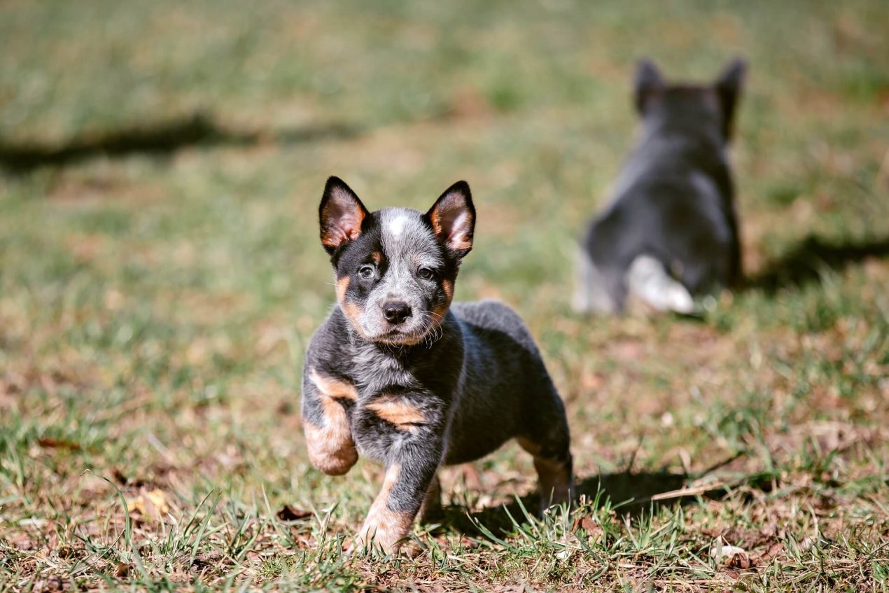 Australian Cattle Dog