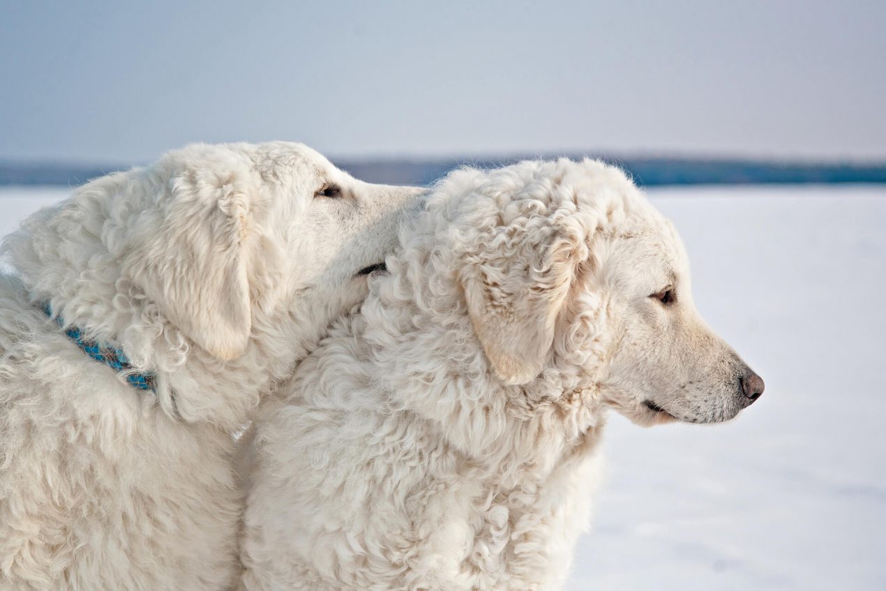 Kuvasz