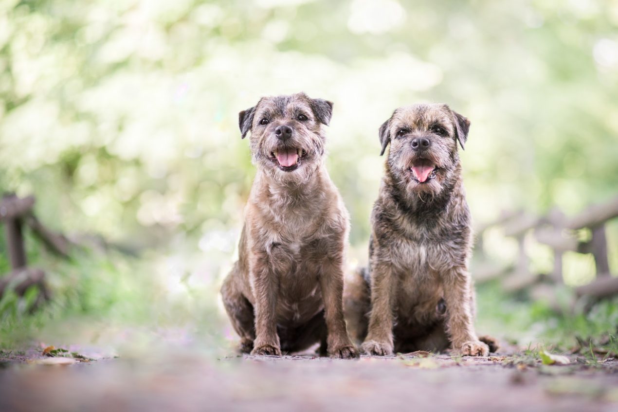 Border Terrier