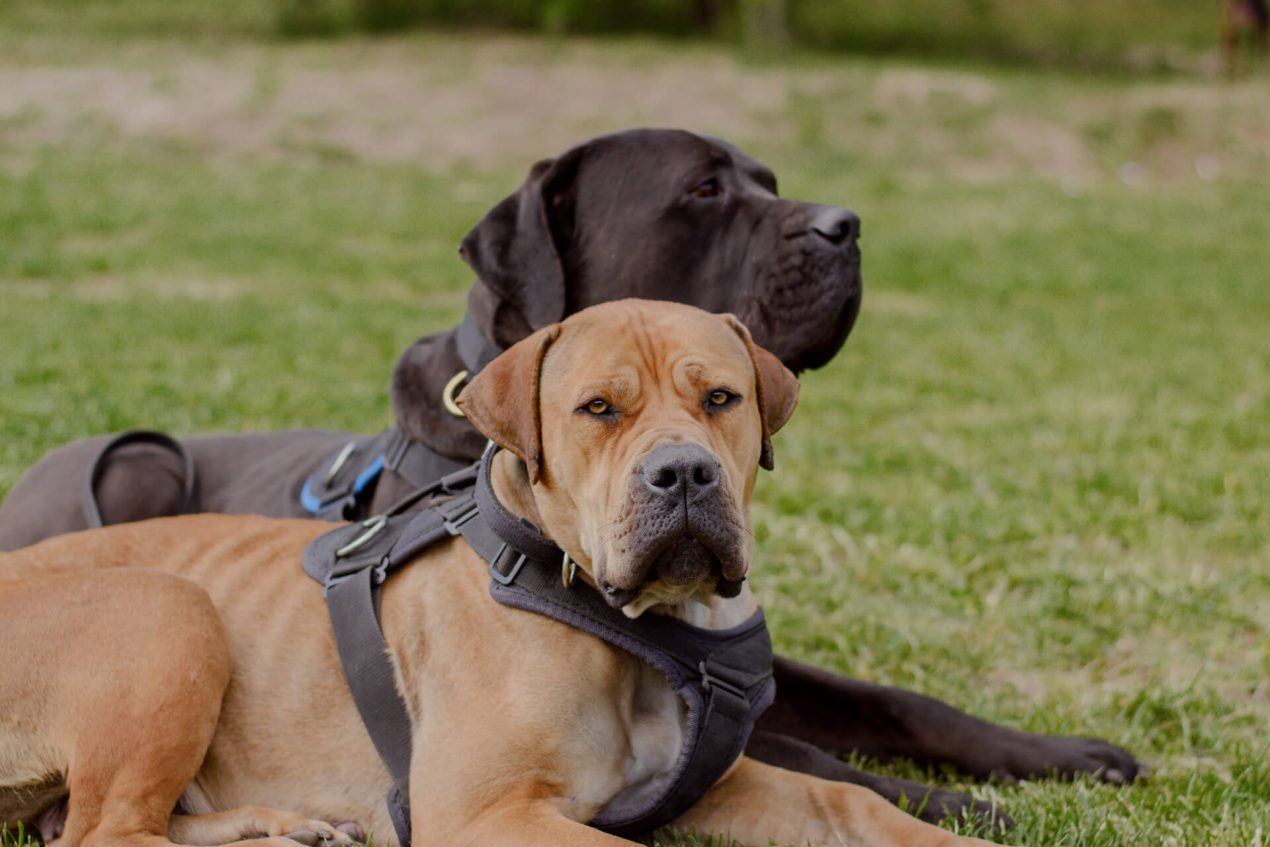 Boerboel