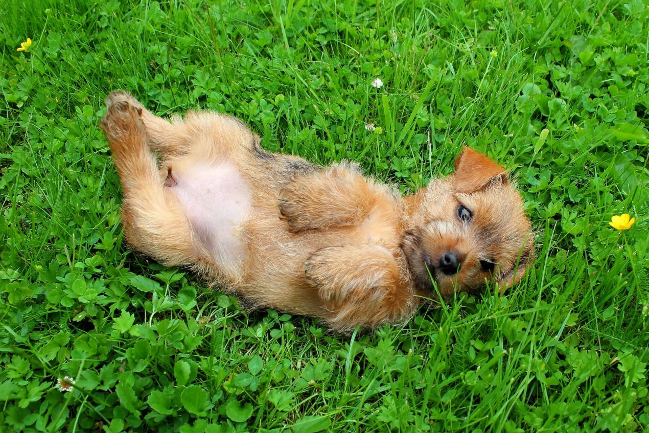 Norfolk Terrier