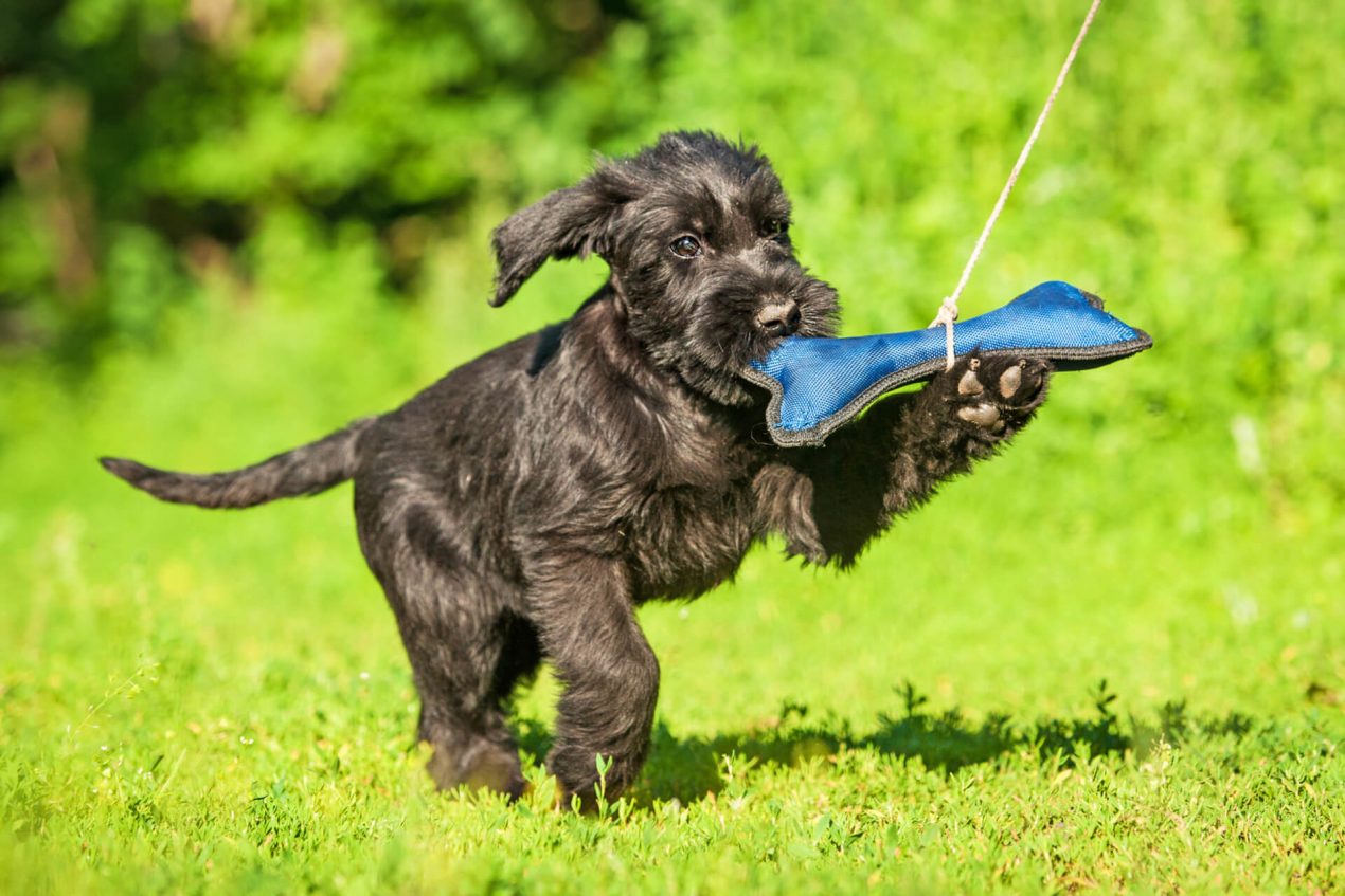 Giant Schnauzer