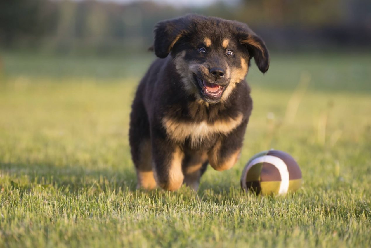 Tibetan Mastiff