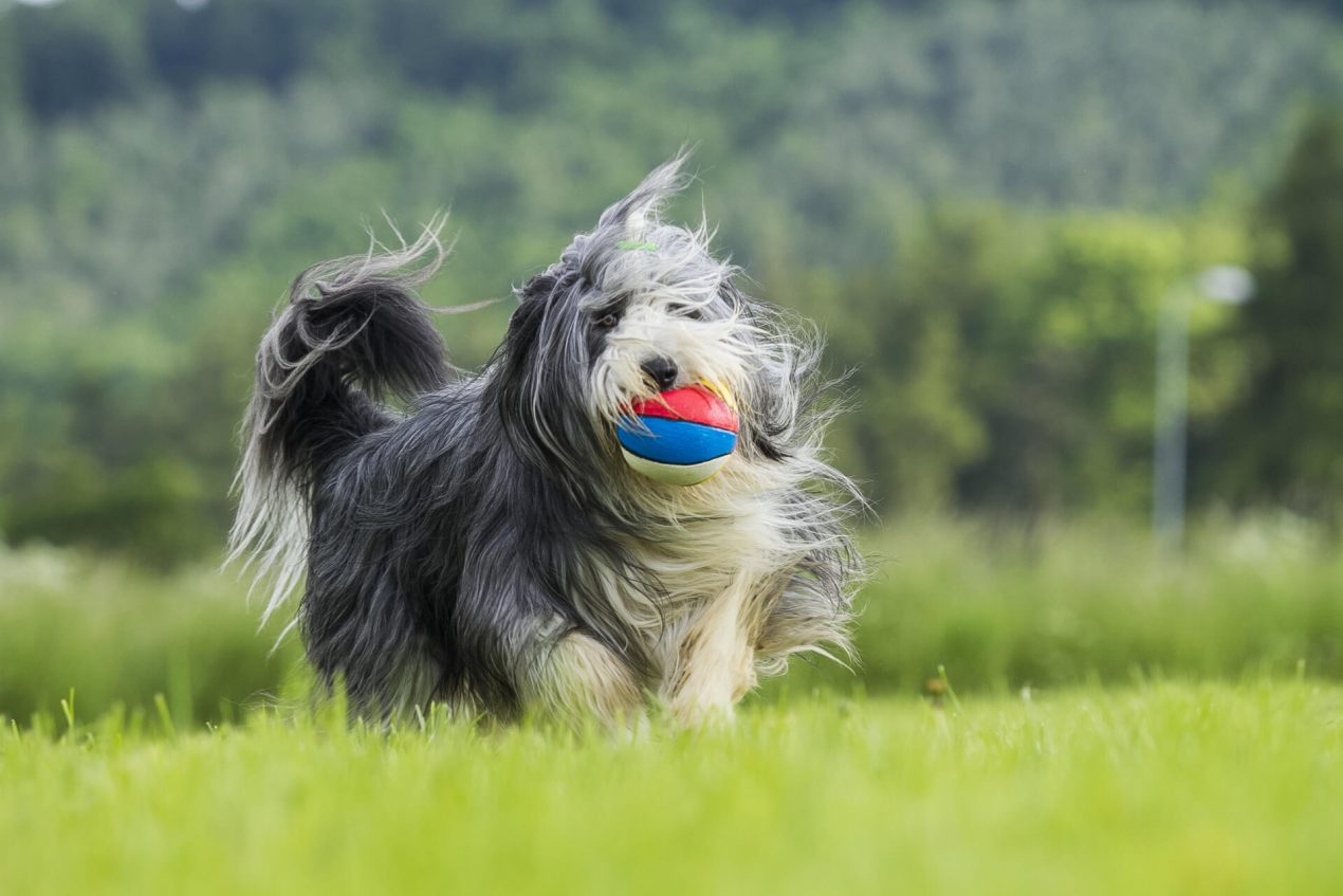 Bearded Collie