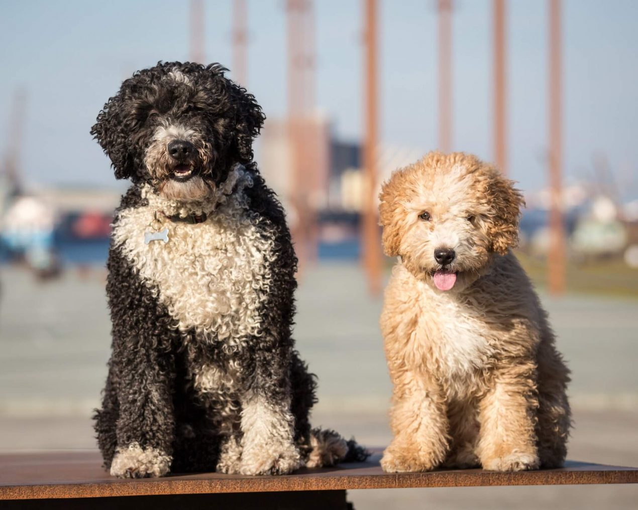 Spanish Water Dog