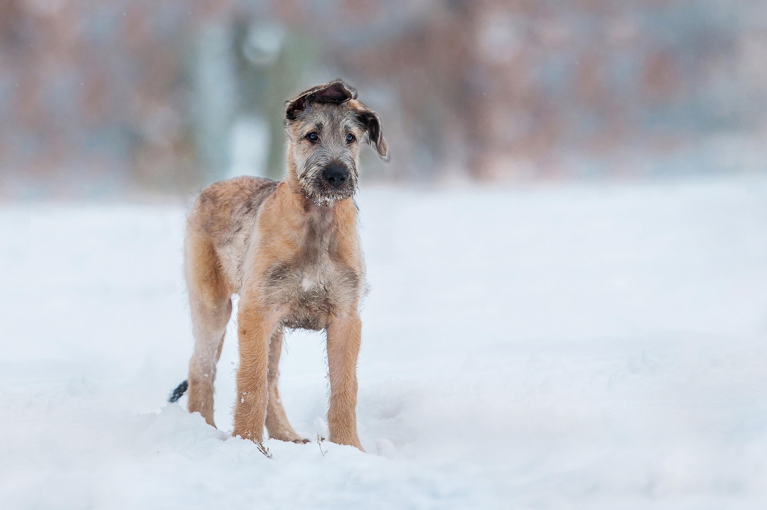 Irish Wolfhound