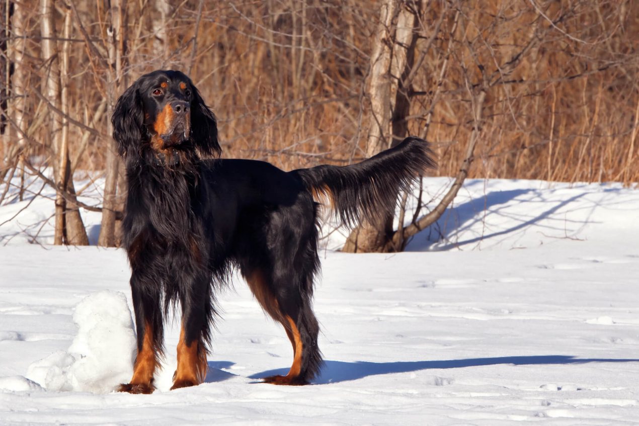 Gordon Setter