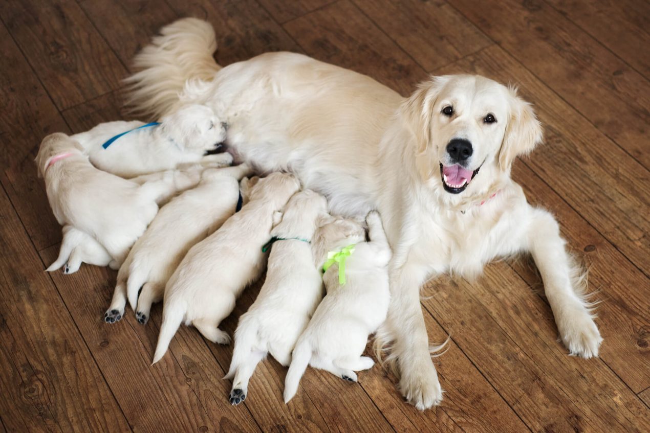 Golden Retriever