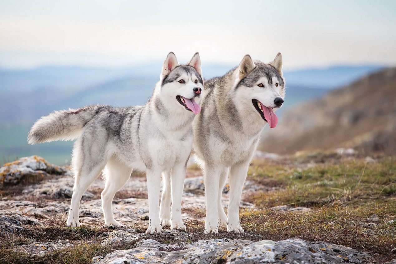 Siberian Husky