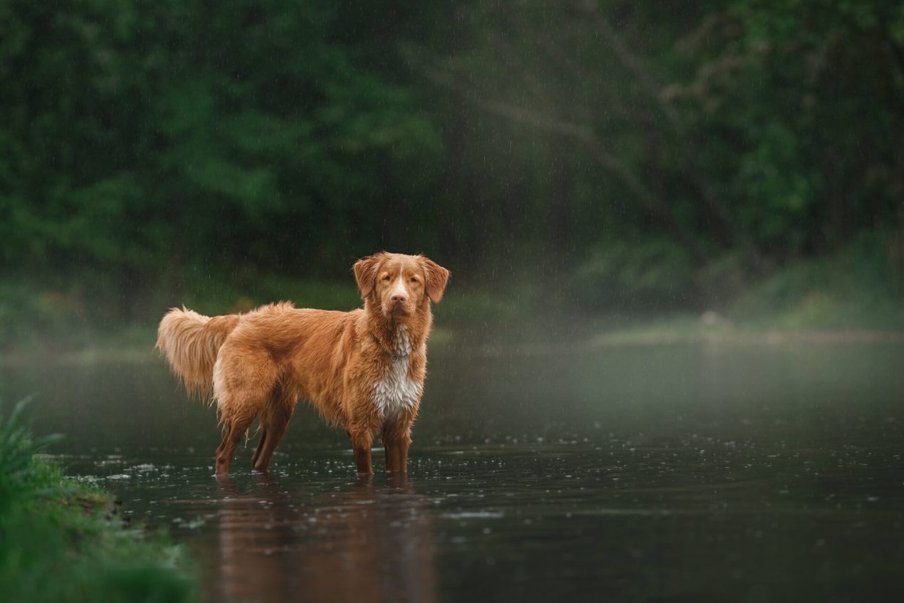 Nova Scotia Duck Tolling Retriever