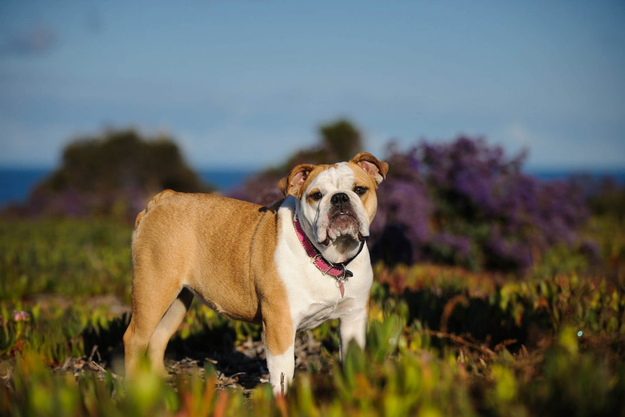 English Bulldog