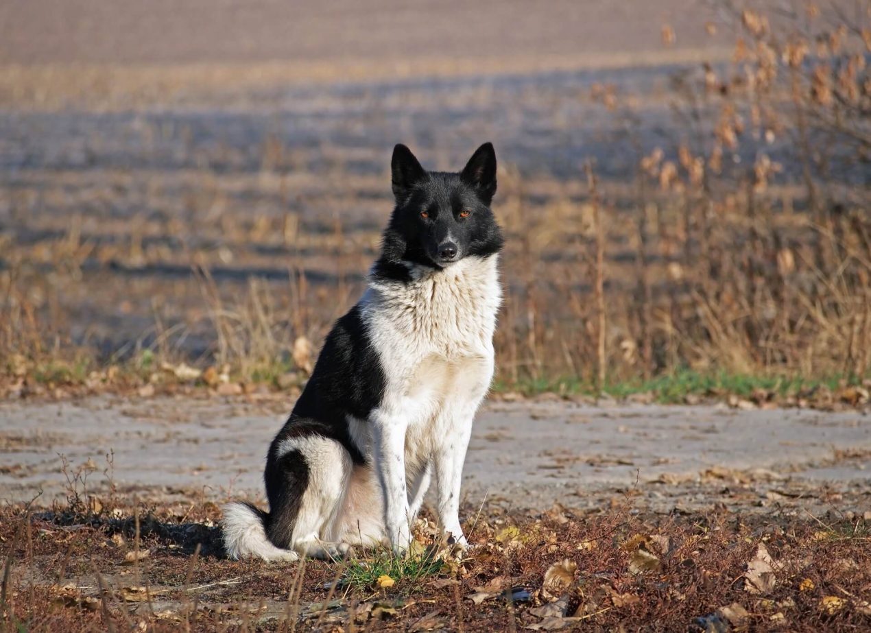 Yakutian Laika