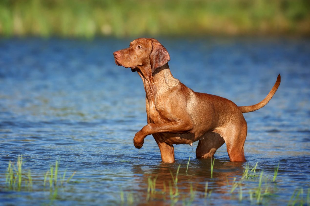 Vizsla