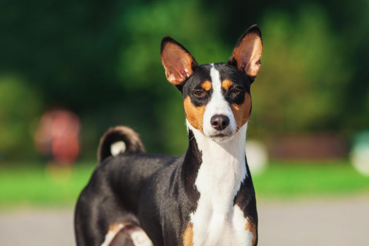 Basenji