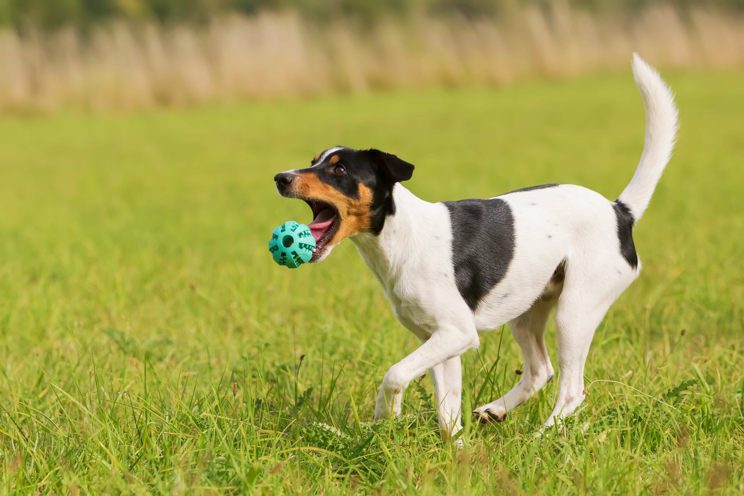 Parson Russell Terrier