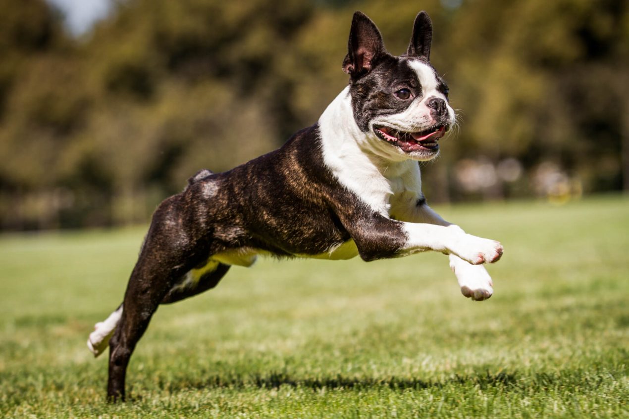 Boston Terrier