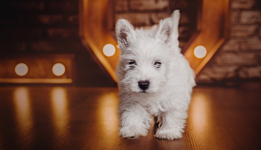 West Highland White Terrier