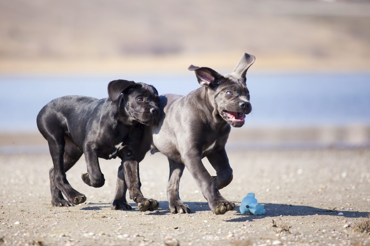 Cane Corso