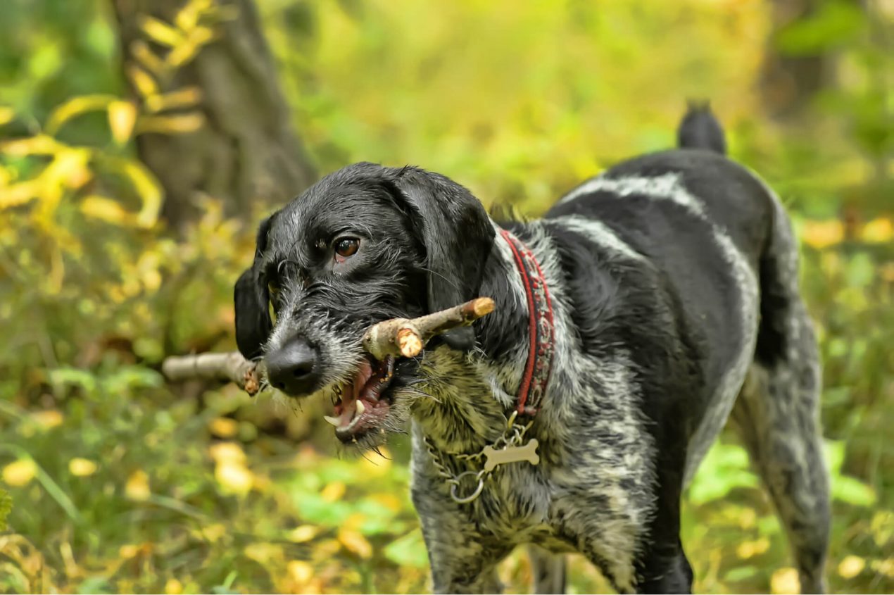 German Wirehaired Pointer