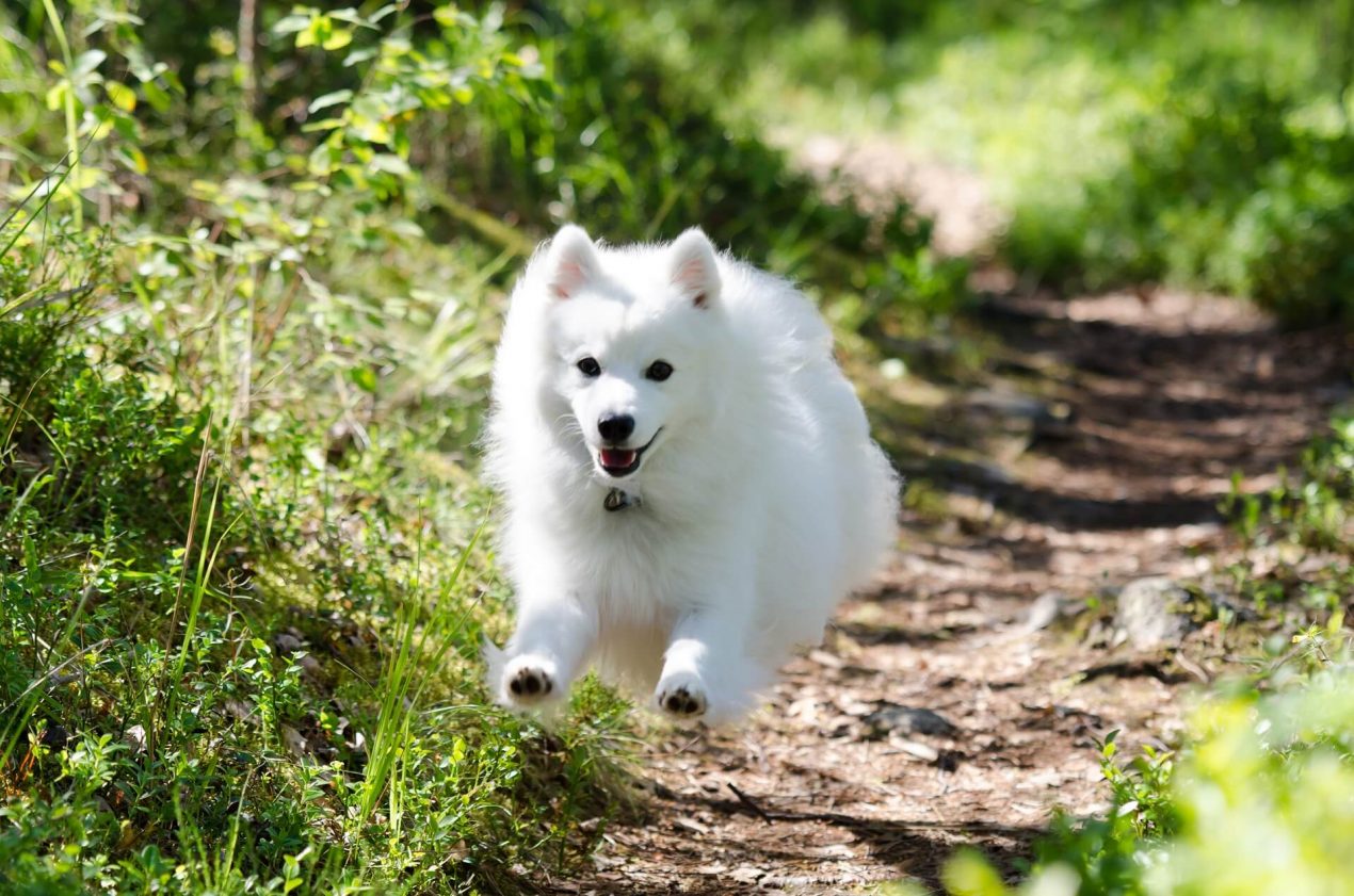 Japanese Spitz