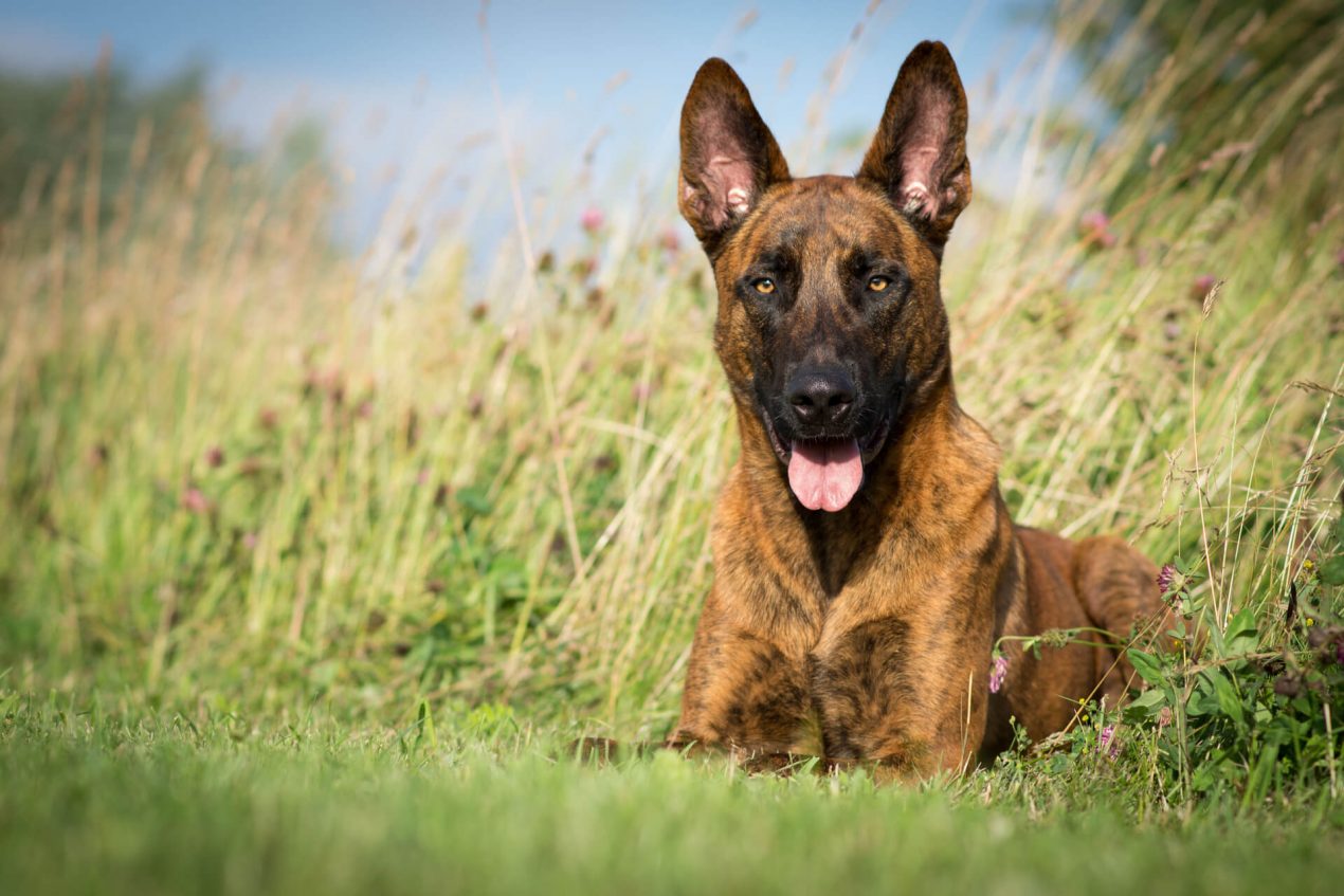 Dutch Shepherd