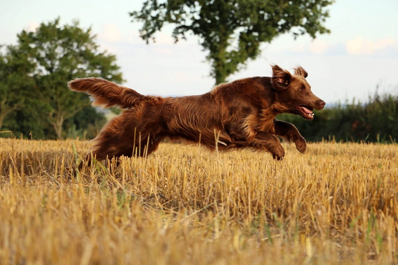 Flat Coated Retriever