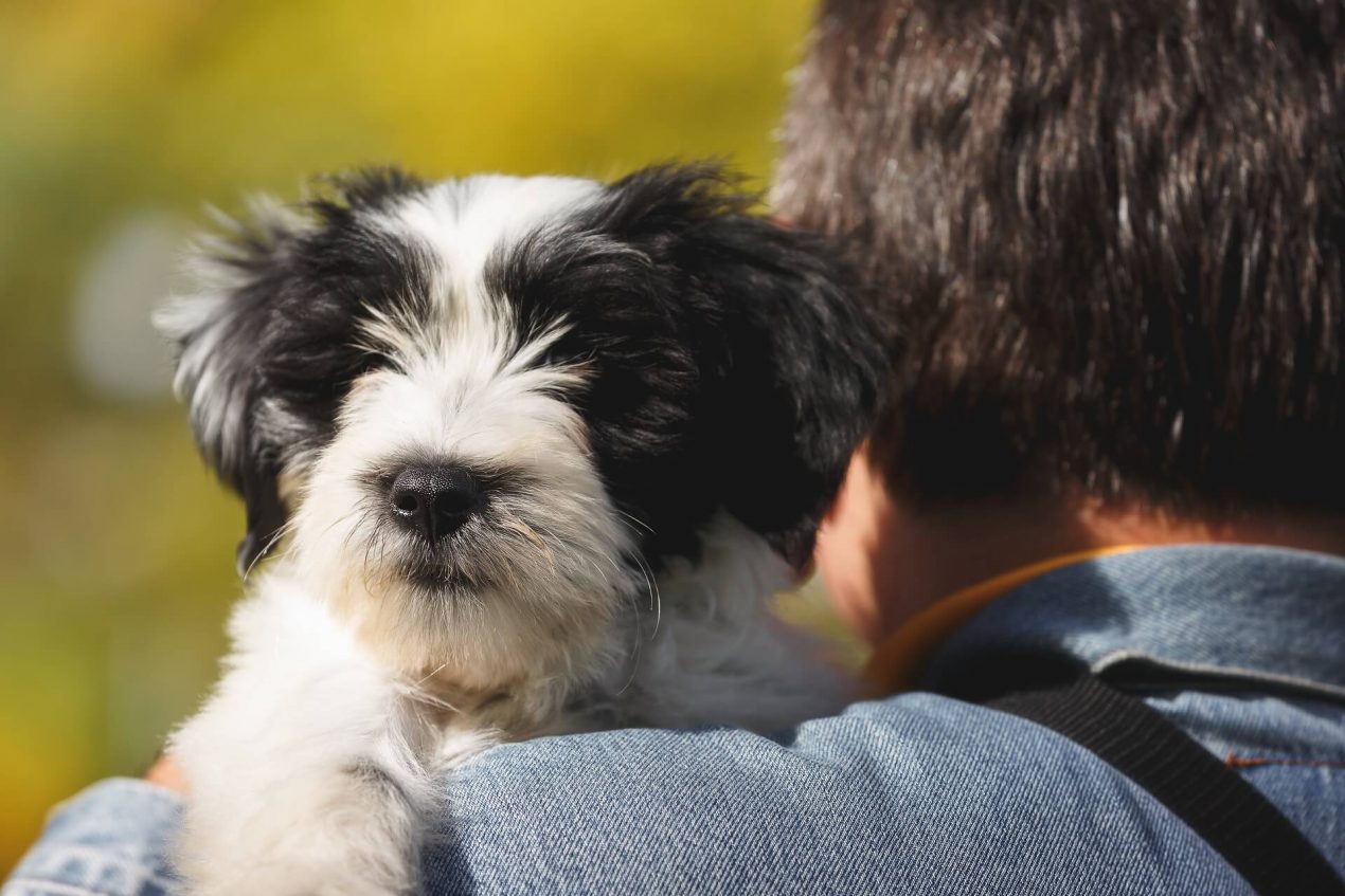 Tibetan Terrier