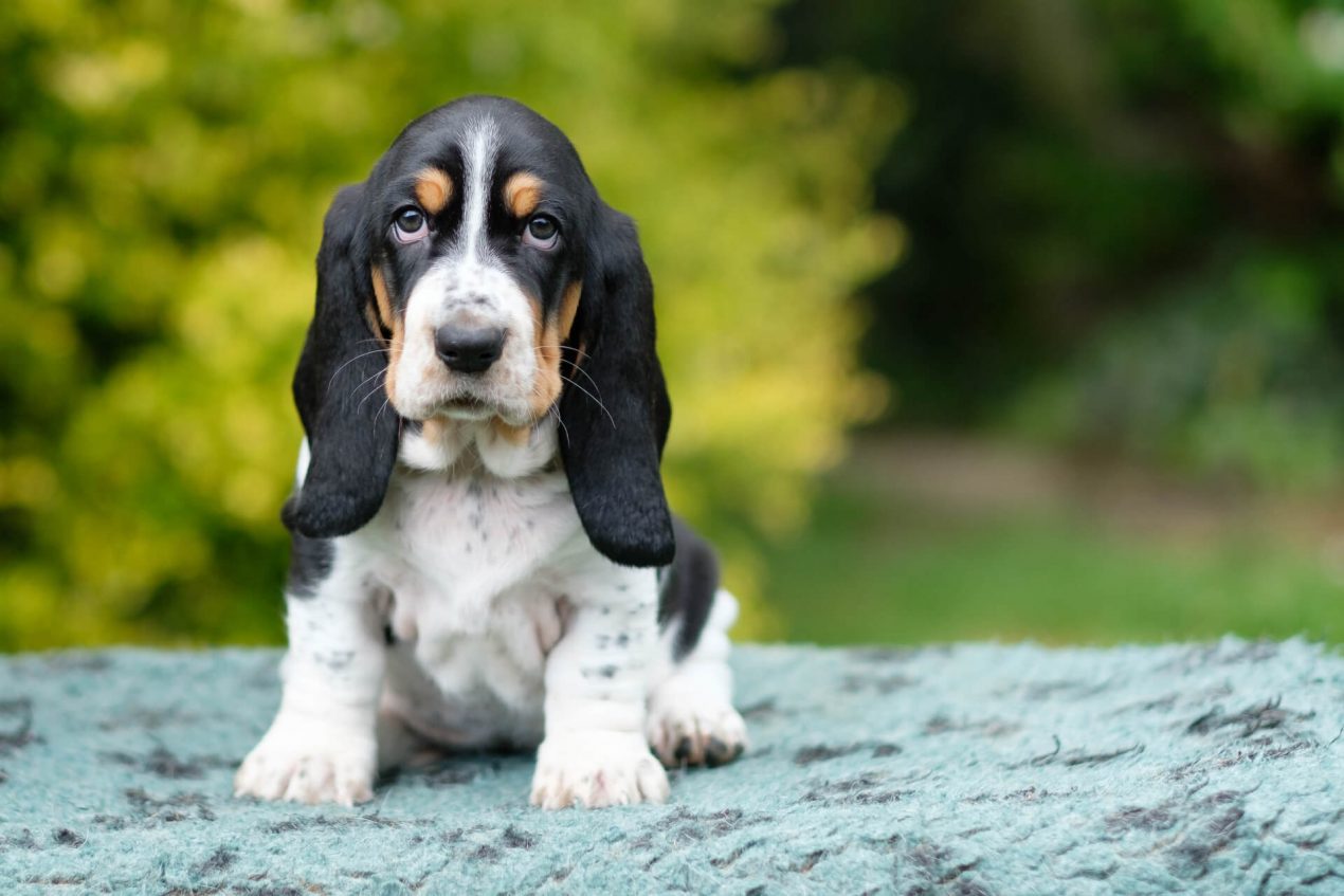 Basset Hound