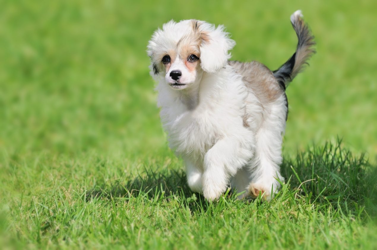 Chinese Crested Dog