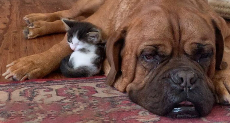 A 135-pound Mastiff Develops a Strong Bond with a Tiny Kitten