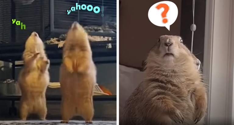 Prairie dogs let out cutest ‘yahoo’ when they see favorite humans in the morning