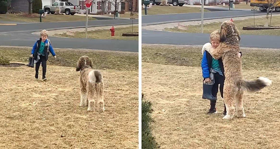 Bernedoodle melts internet’s heart giving brother sweetest hugs after school