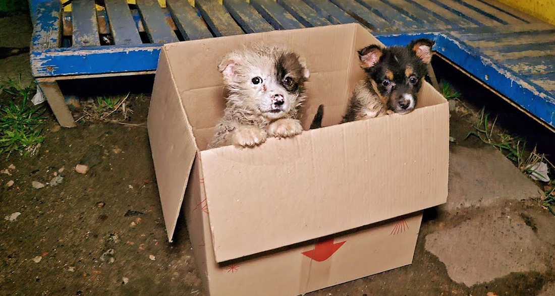 Bus driver ‘slams on brakes’ when he sees two tiny puppies poking heads out of cardboard box