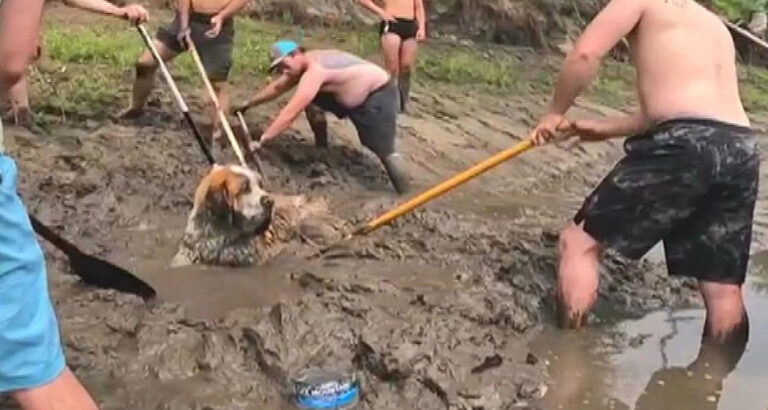 Mud-stuck dog on riverbank grabs attention of 11-man bachelor party and ends up on the news