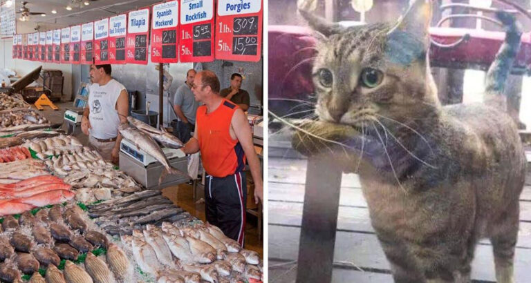 Hungry cat shows up at fish shop with leaf in his mouth to use as money