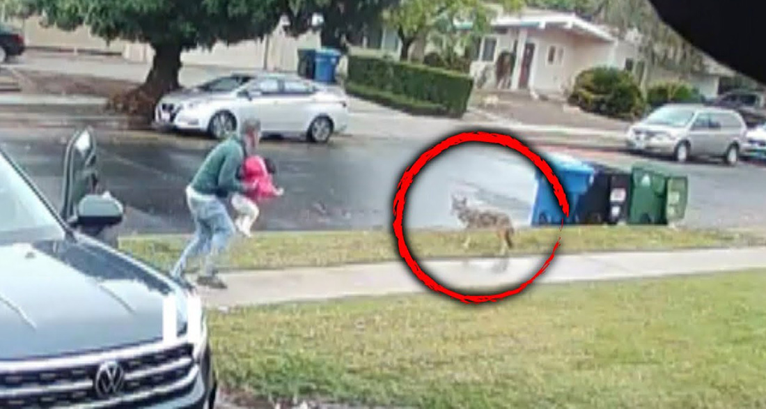 Toddler daughter screams then dad turns to find a stealthy coyote yanking her away